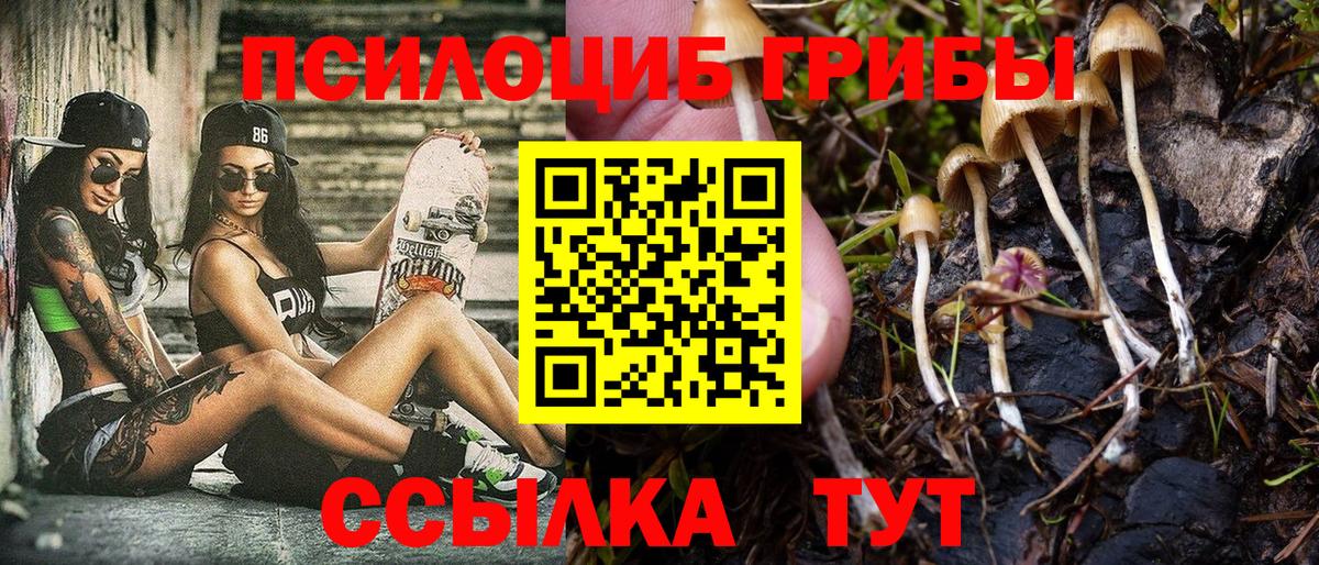 Галлюциногенные грибы Psilocybe Сухой Лог